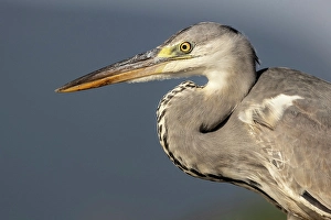 Grey Heron Prints: Grey heron, Zimanga Private Game Reserve, Natal, South Africa