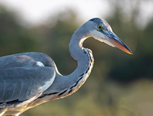 Grey Heron Prints: Grey heron, Zimanga Private Game Reserve, Natal, South Africa