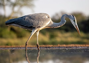 Grey Heron Prints: Grey heron, Zimanga Private Game Reserve, Natal, South Africa