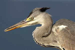 Natal Prints: Grey heron, Zimanga Private Game Reserve, Natal, South Africa