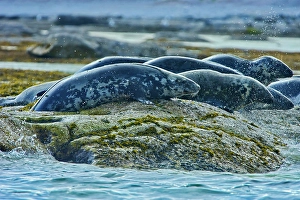 Lawrence Prints: Grey seal ((Halichoerus grypus) ) in Gulf of St. Lawrence, Quebec, Canada