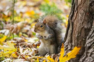 Squirrels Prints: Grey squirrel. Alps, Piedmont, Italy