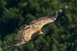 Cote Prints: Griffin flying above the gorges du Verdon, Provence, France