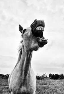 Horses Gallery: Grinning horse, Camargue, France