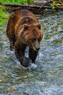 Grizzly bear/Alaskan brown bear (Ursus arctos) hunting spawning salmon, Fish Creek Wildlife Observation Site, Hyder, Alaska