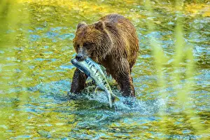 Flowing Water Prints: Grizzly bear/Alaskan brown bear (Ursus arctos) hunting spawning salmon