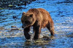 Flowing Water Prints: Grizzly bear/Alaskan brown bear (Ursus arctos) hunting spawning salmon