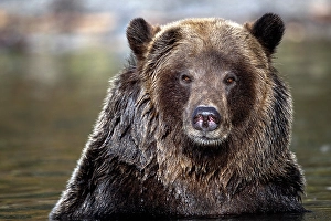 Bears Prints: a grizzly bear in the autumn in Chilko Lake, British Columbia, Canada