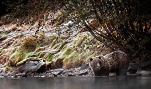 Bear Prints: a grizzly bear in the autumn in Chilko Lake