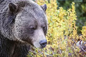 Images Dated 16th January 2018: Grizzly Bear, Banff National Park, Alberta, Canada