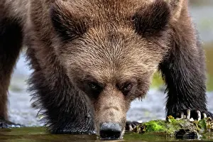 Bear Prints: A grizzly bear drinks water from the stream in the Great Bear Rainforest, Canada