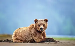 Bear Prints: A grizzly bear lying in the mud flats in the Khutzeymateen Grizzly Bear Sanctuary, Canada