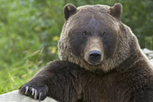 Brown Bear Prints: Grizzly bear portrait, Alaska