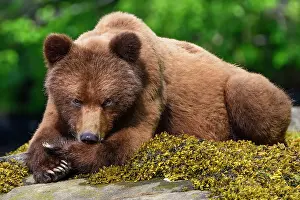 Resting Prints: A grizzly bear resting with head on its paws in the Khutzeymateen Grizzly Bear Sanctuary in British Columbia