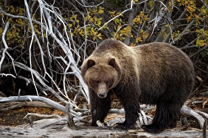 Bear Prints: A grizzly bear salmon fishing in Chilko Lake, British Columbia, Canada in the autumn