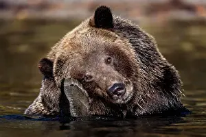 Bears Prints: A grizzly bear scratches its head with its back paw while in the water fishing for salmon in Chilko Lake