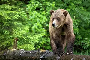 Bear Prints: A grizzly bear standing on a log in the forest in the Khutzeymateen Grizzly Bear Sanctuary