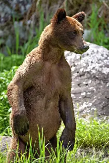 Bear Prints: A grizzly bear stands with grass in its mouth in the Khutzeymateen Grizzly Bear Sanctuary in British Columbia