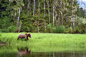 Bear Prints: A grizzly bear stands at the water in the sedge grass in the Khutzeymateen Grizzly Bear Sanctuary