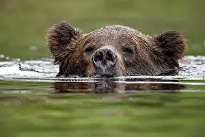 Bear Prints: Grizzly bear swimming in the Khtuzeyemateen Grizzly Bear Sanctuary, Canada