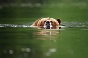 Bear Prints: A grizzly bear swimming in the Khutzeymateen Grizzly Bear Sanctuary in British Columbia