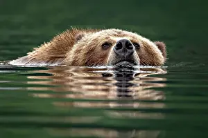 Swimming Prints: a grizzly bear swims in the green waters of the Khutzeymateen Grizzly Bear Sanctuary