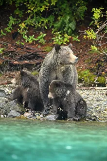 Observant Prints: Grizzly bear (Ursus arctos)