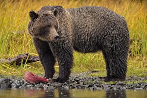 Maternal Instincts Prints: Grizzly bear (Ursus arctos)