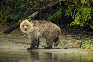 Observant Prints: Grizzly bear (Ursus arctos)