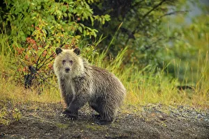 Observant Prints: Grizzly bear (Ursus arctos)