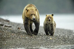 Family Prints: Grizzly bear (Ursus arctos)