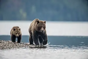 Family Prints: Grizzly bear (Ursus arctos)- Attracted to a sockeye salmon run in the Chilko River