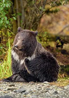 Yearlings Prints: Grizzly bear (Ursus arctos)- Attracted to a sockeye salmon run in the Chilko River