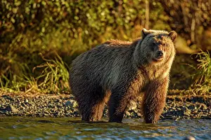 Bc Interior Prints: Grizzly bear (Ursus arctos)- Attracted to a sockeye salmon run in the Chilko River