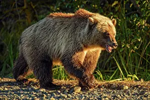 Bc Interior Prints: Grizzly bear (Ursus arctos)- Attracted to a sockeye salmon run in the Chilko River