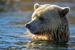 Wading Prints: Grizzly bear (Ursus arctos)- Attracted to a sockeye salmon run in the Chilko River