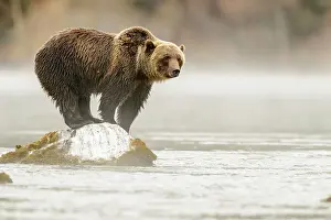 Fresh Water Prints: Grizzly bear (Ursus arctos)- Attracted to a sockeye salmon run in the Chilko River