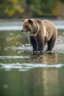 Bc Interior Prints: Grizzly bear (Ursus arctos)- Attracted to a sockeye salmon run in the Chilko River
