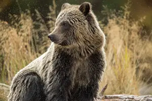 Family Families Prints: Grizzly bear (Ursus arctos)- Attracted to a sockeye salmon run in the Chilko River