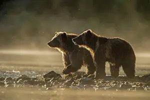 Family Families Prints: Grizzly bear (Ursus arctos)- Attracted to a sockeye salmon run in the Chilko River