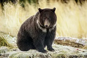 Family Families Prints: Grizzly bear (Ursus arctos)- Attracted to a sockeye salmon run in the Chilko River