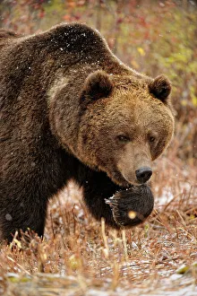 Grizzly bear (Ursus arctos)- captive raised, Bozeman, Montana, USA