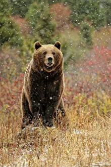 Majestic Prints: Grizzly bear (Ursus arctos)- captive raised, Bozeman, Montana, USA