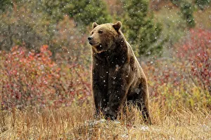 Grizzly bear (Ursus arctos)- captive raised, Bozeman, Montana, USA