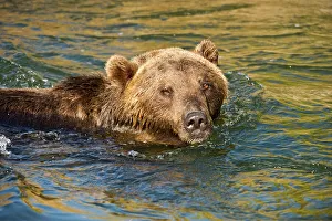 Montana Prints: Grizzly bear (Ursus arctos)- captive raised, Bozeman, Montana, USA