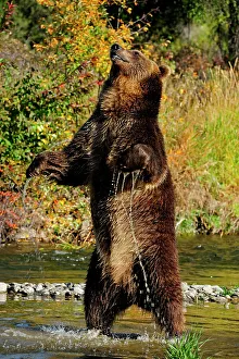 Montana Prints: Grizzly bear (Ursus arctos)- captive raised, Bozeman, Montana, USA