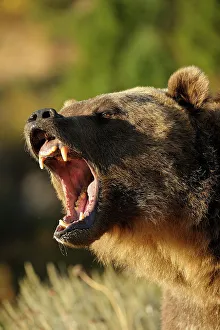 Montana Prints: Grizzly bear (Ursus arctos)- captive raised, Bozeman, Montana, USA