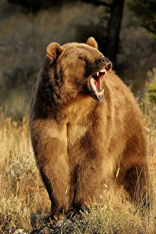grizzly bear ursus arctos captive raised