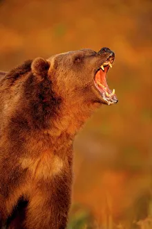 Montana Prints: Grizzly bear (Ursus arctos)- captive raised, Bozeman, Montana, USA