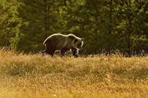 Family Families Prints: Grizzly bear (Ursus arctos)- Cubs on shore of a salmon river